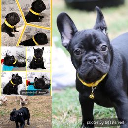 American Pit Bull Terrier, French Bulldog, and Staffordshire Bull Terrier Puppies from Pacific Wonderland French Bulldogs