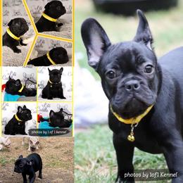 American Pit Bull Terrier, French Bulldog, and Staffordshire Bull Terrier Puppies from Pacific Wonderland French Bulldogs