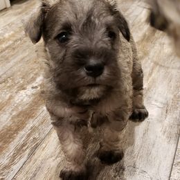 Miniature Schnauzer Puppies from Lockwood Schnauzers
