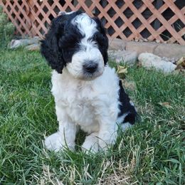 Marco - Parti male Poodle puppy in Kaysville, Utah from Ray Poodles