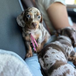 Pearl - Dapple Dachshund puppy in Sacramento, California from Freckled Weenies of Sacramento
