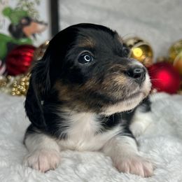 Bones - Piebald male Dachshund puppy in Payette, Idaho from NT Mini Doxies