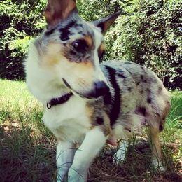Arwen - American Corgi