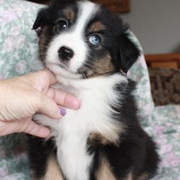 Miniature American Shepherd Puppies from Gottabe Miniature American Shepherds