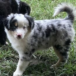 American Eskimo Dog, Miniature American Shepherd, and Miniature Australian Shepherd Puppies from Connie's American Eskimo Dogs and Mini Australian Shepherd Dogs