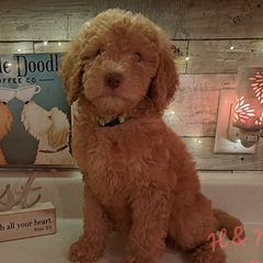 Lime Green Collar - Red Double Doodle puppy in Georgia from H & M Doodles