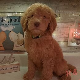 Lime Green Collar - Red Double Doodle puppy in Georgia from H & M Doodles