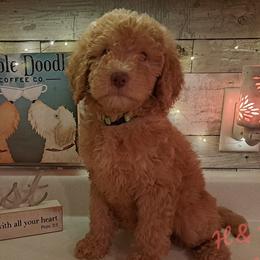 Lime Green Collar - Red Double Doodle puppy in Georgia from H & M Doodles