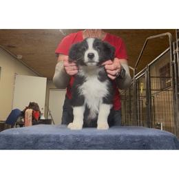 Boy 4 - Black male Border Collie puppy in Farmersville, Texas from Omegamtn Border Collies