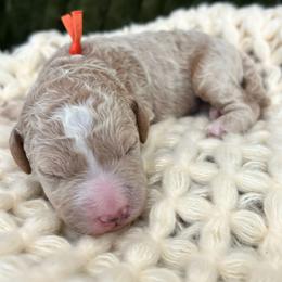 Orange - Cream male Goldendoodle puppy in Lindon, Utah from Ruby’s Minidoodles LLC