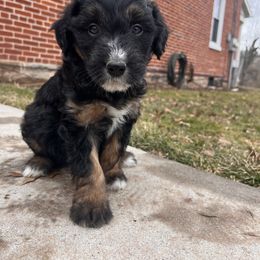 Bordoodle Puppies from The Weekend Farm