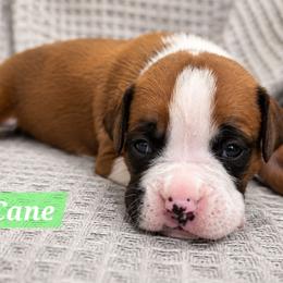 Boy 2 - Fawn male Boxer puppy in Howey In The Hills, Florida from Bayla Belle & Blossom's Boxers
