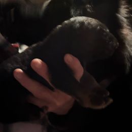 Girl 1 - Black and red female German Shepherd puppy in Fairdale, Kentucky from Kimberly's German Shepherds