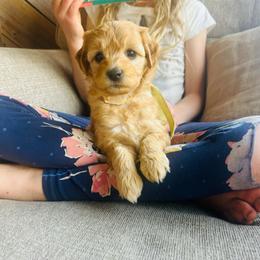 Goldie - Apricot female Goldendoodle puppy in Denison, Iowa from Violet View Iowa Goldendoodles
