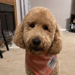 Ruby - Goldendoodle