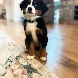Miniature Australian Shepherd and Toy Australian Shepherd Puppies from Blue Springs Aussies