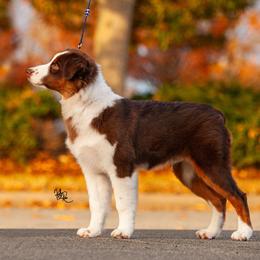 Miniature American Shepherd Puppies from TaraFox Miniature American Shepherds