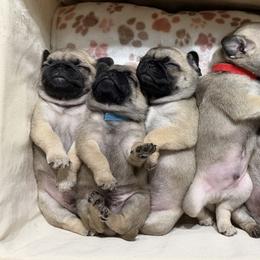 Pugs from Suleima Hernandez