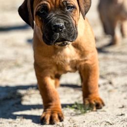 Boy 4 - Red male Cane Corso puppy in Sandia, Texas from OneTime Cane Corso
