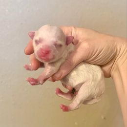 Boy 2 - Cream parti male Pomeranian puppy in Stroud, Oklahoma from Laik’s Little Shihtz & Poms
