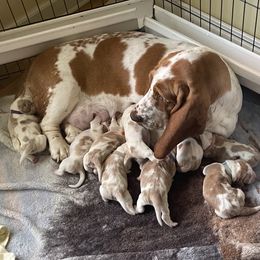 Basset Hound Puppies from Best Friends Bassets
