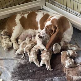 Basset Hound Puppies from Best Friends Bassets