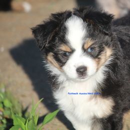 Baily, one blue eye - Black tri Miniature American Shepherd puppy in Hillsdale, Michigan from Faithwalk Aussies and Mini American Shepherds