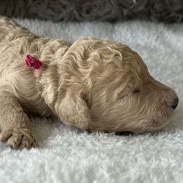 Miss Pink Collar - Cream female Poodle puppy in Screven, Georgia from Dreamland Standard Poodles