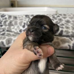 Jolene - Black sabled fawn female Chihuahua puppy in Westport, New York from Chantilly chihuahuas