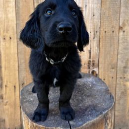 Donut (grey) - Black male Flat-Coated Retriever puppy in Park Rapids, Minnesota from Catori
