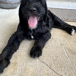 Goldendoodle Puppies from H&H Goldendoodles of Braselton