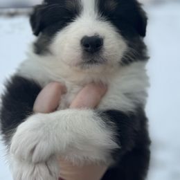 Ellen - Black tri-color female Australian Shepherd puppy in Laotto, Indiana from Circle B working Aussies