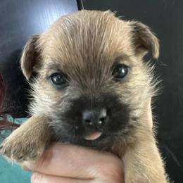Kneesaa - Red female Cairn Terrier puppy in Bigfork, Minnesota from Dachshunds Up North