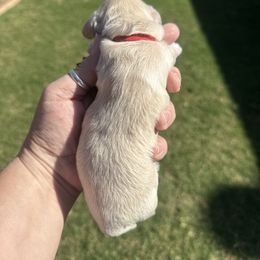 Christmas - Cream female Dachshund puppy in Saginaw, Texas from Saginaw Dachshunds