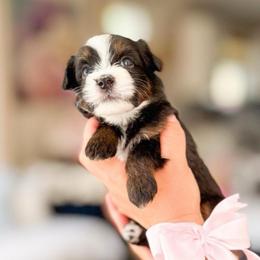Tiana-light pink - Tri-color female Bernedoodle puppy in Ontario, California from Teddy Doodles & Standard Poodles