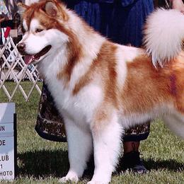 Ranger - Alaskan Malamute
