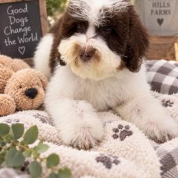 Juneau - female Australian Mountain Doodle puppy in Temecula, California from Country Hills Doodles