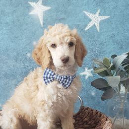 Poodle Puppies from Krystyana's Poodles