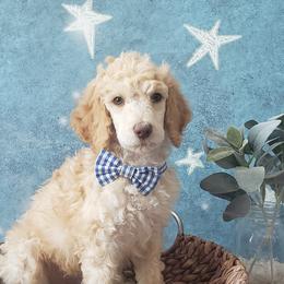 Poodle Puppies from Krystyana's Poodles