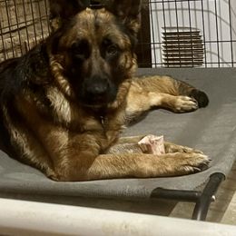 German Shepherd Puppies from McGarry German Shepherds