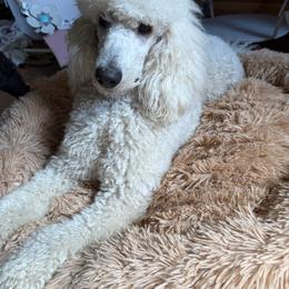 Nessie - Cream female Poodle puppy in Swansboro, North Carolina from Monarch Standard Poodles