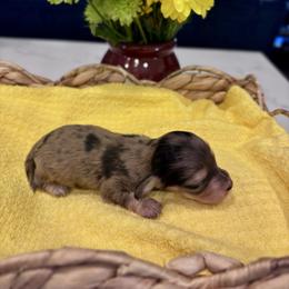 Dapple girl - Black and cream female Dachshund puppy in Fallon, Nevada from Silver State Dachshunds