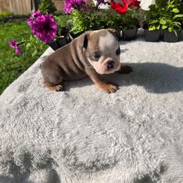 Gypsy - Lilac tri-color female Bulldog puppy in Cardington, Ohio from A & J Miniature Dachshunds & Bulldogs