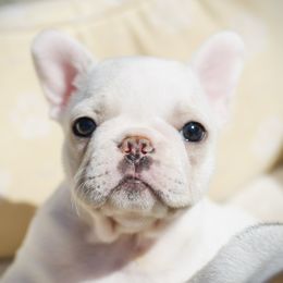 French Bulldog Puppies from Top Hat Ranch