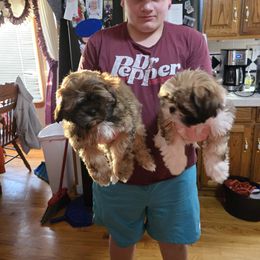 Cockapoo, Cocker Spaniel, Poodle, Shih Tzu, Shorkie, and Yorkipoo Puppies from Christina’s Puppy Utopia