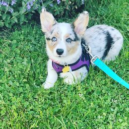 American Corgi and Pembroke Welsh Corgi Puppies from Elk Ridge Corgis
