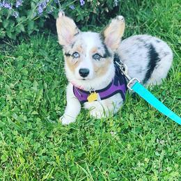 American Corgi and Pembroke Welsh Corgi Puppies from Elk Ridge Corgis