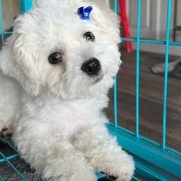 Lois - Bichon Frise