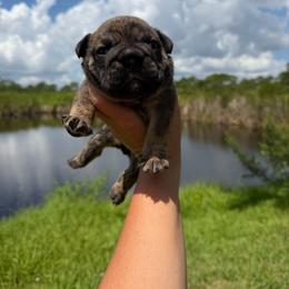 Boy 3 - Brindle male Bulldog puppy in Hobe Sound, Florida from Amanda’s Bullies