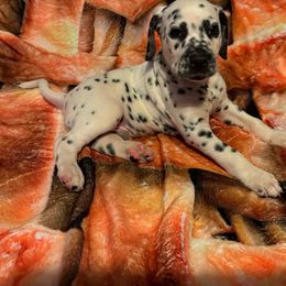 AKC Boston Pie LUA - Dalmatian puppy from Dew Dream Dalmatians